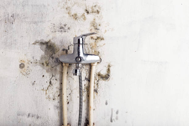 Best Mold Removal Company Near Me  in Dupont, PA