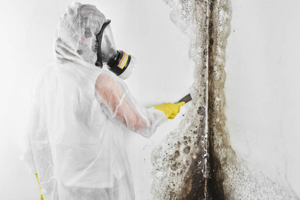 Best Crawl Space Mold Removal  in Dupont, PA