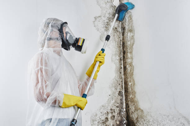Best Emergency Mold Removal  in Dupont, PA