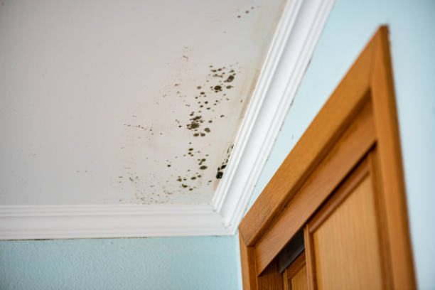 Best Commercial Mold Removal  in Dupont, PA