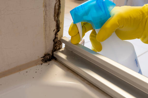 Best Mold Removal Company Near Me  in Dupont, PA