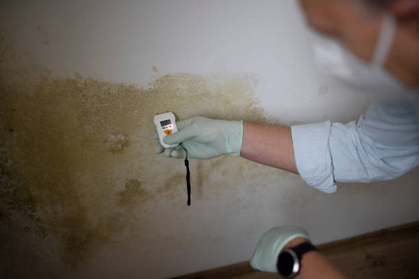 Best Local Mold Removal Service  in Dupont, PA