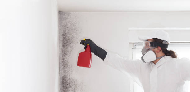 Best Fast Mold Removal  in Dupont, PA