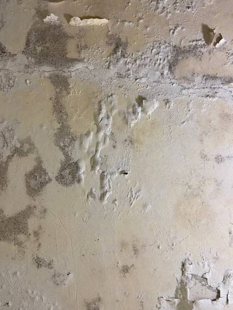 Best Mold Testing  in Dupont, PA