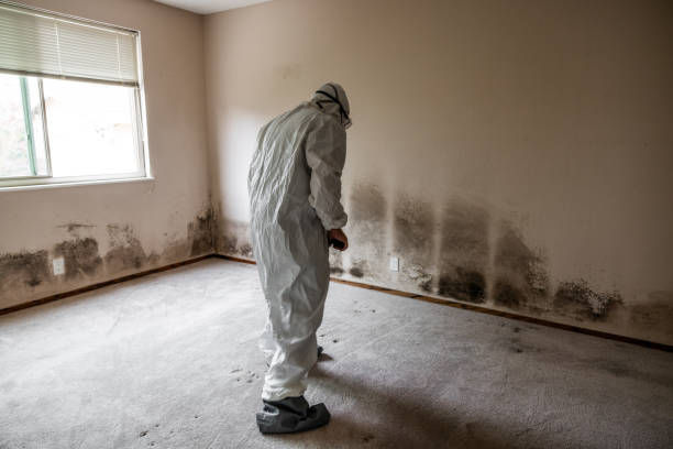 Best Mold Damage Repair  in Dupont, PA