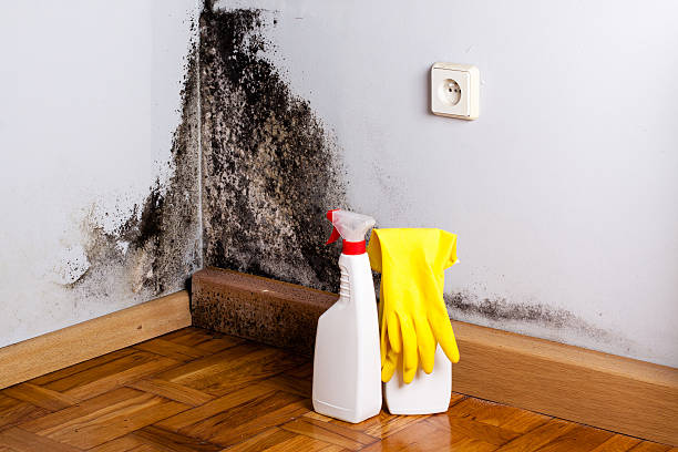 Best Home Mold Removal  in Dupont, PA
