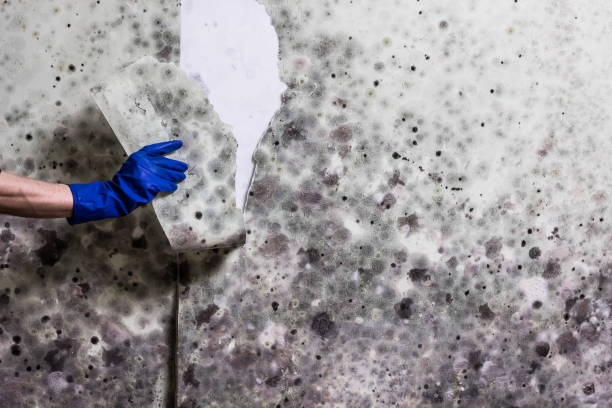 Home Mold Removal in Dupont, PA