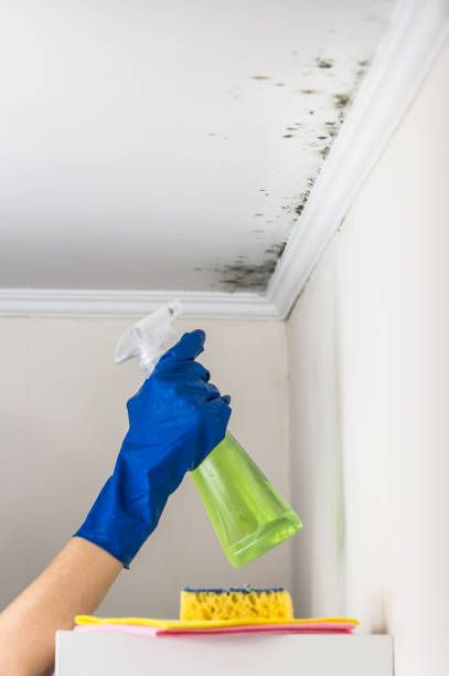 Best Black Mold Removal  in Dupont, PA